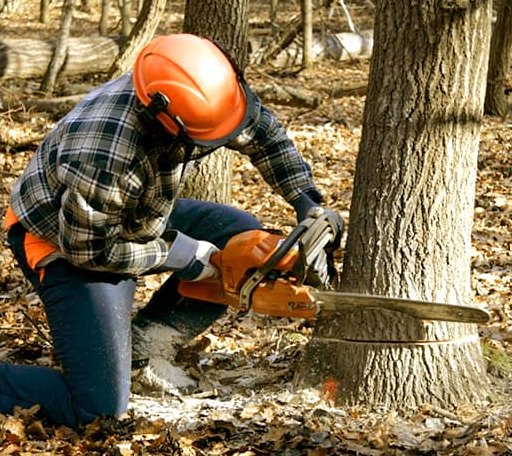 Tree Removal in Amston, CT